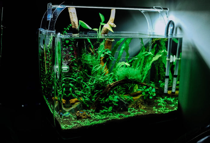 Live Plant Starter Bundle
