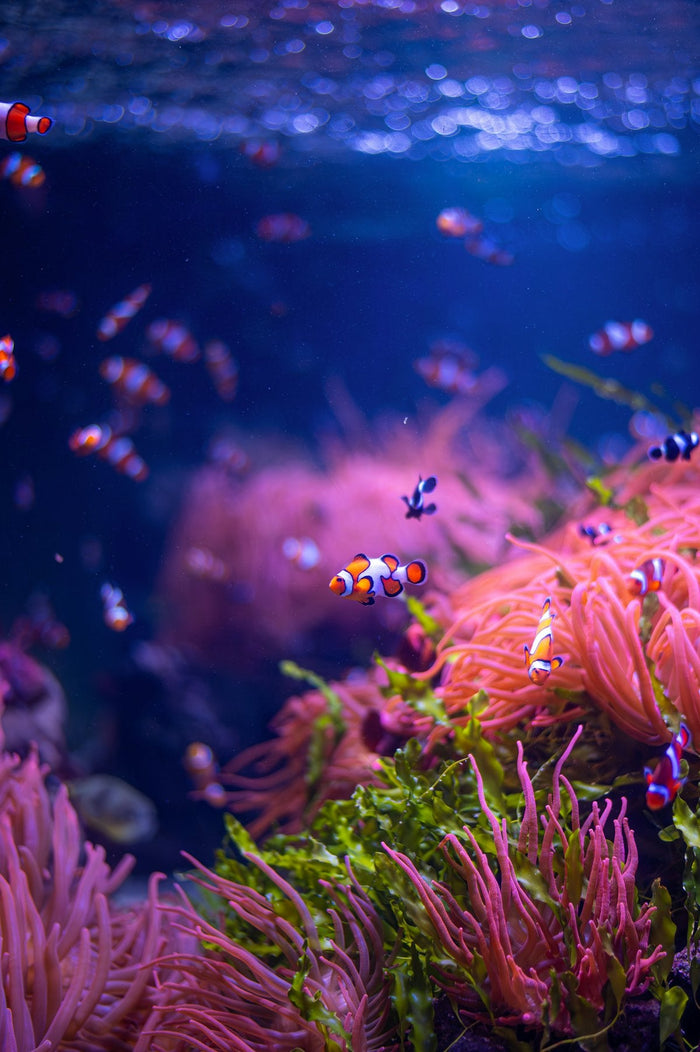 Nano LED Aquarium Light