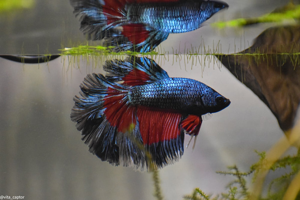 Betta Leaf Hammock